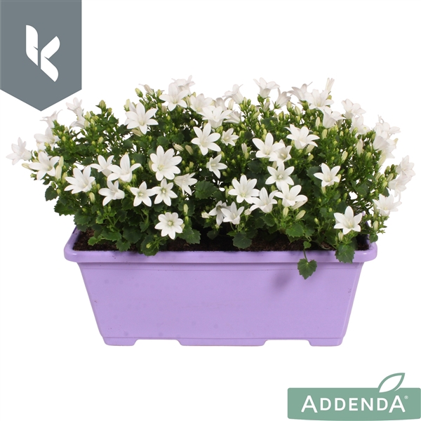 <h4>Campanula Ambella Intense White in balkonbak</h4>