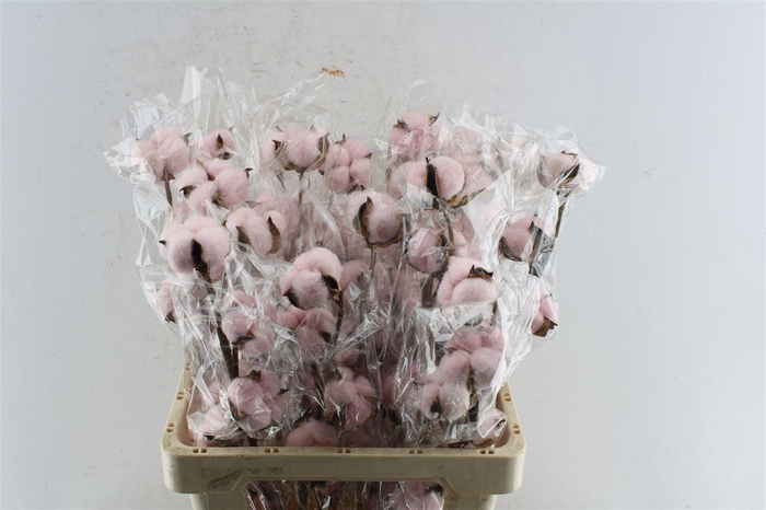 <h4>Katoen Roze</h4>