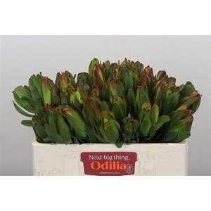 Leucad Laurel Yellow 50 Cm