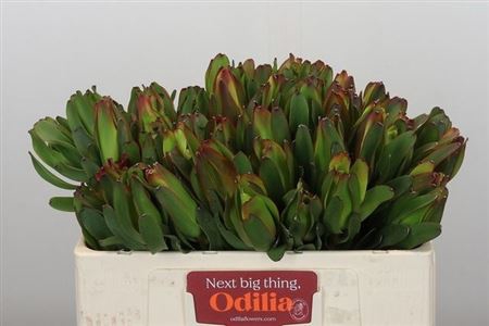 <h4>Leucad Laurel Yellow 50 Cm</h4>