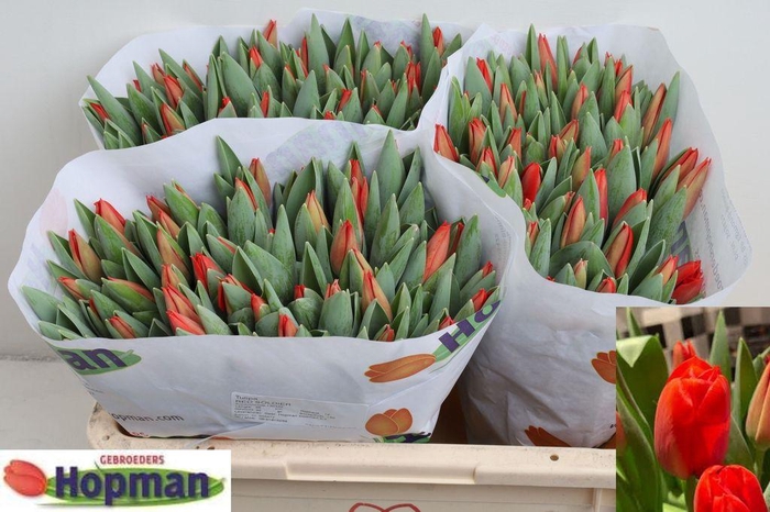 <h4>Tulipa si red soldier</h4>