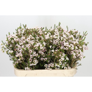 Chamelaucium Moonlight Delight