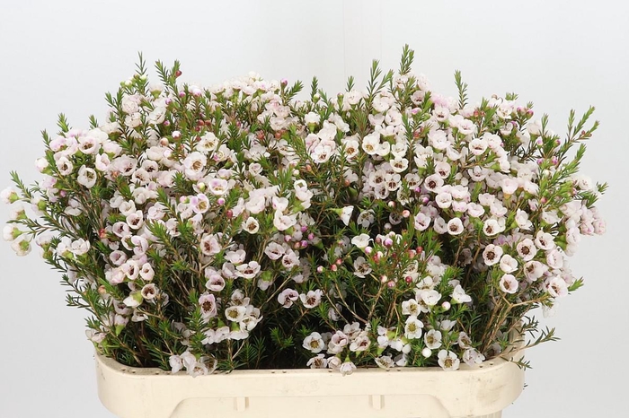 <h4>Chamelaucium Moonlight Delight</h4>