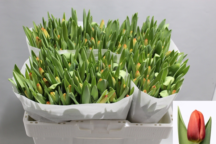 <h4>Tu En Asahi</h4>