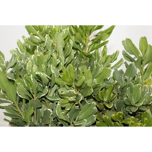 FOLHAGEM PITOSPORO VARIEGATO 050 CM