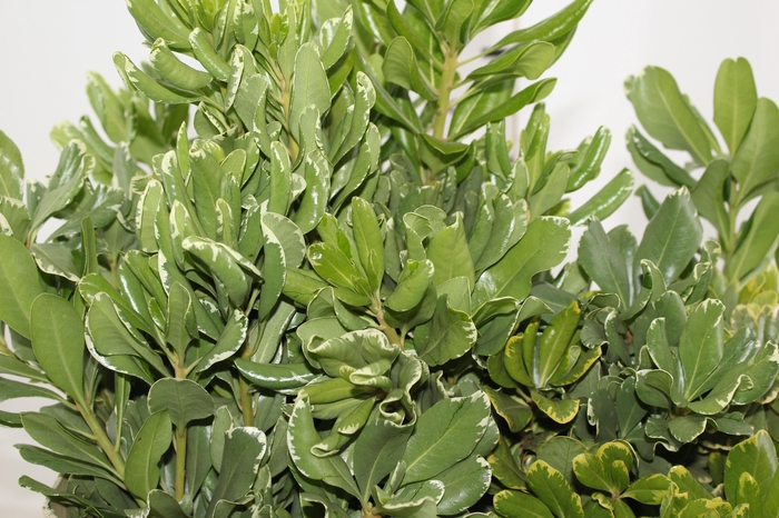 <h4>FOLHAGEM PITOSPORO VARIEGATO 050 CM</h4>