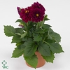 DAHLIA DAHL PATTY