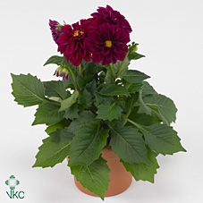 DAHLIA DAHL PATTY