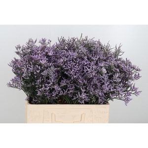 Limon Safora Lilac