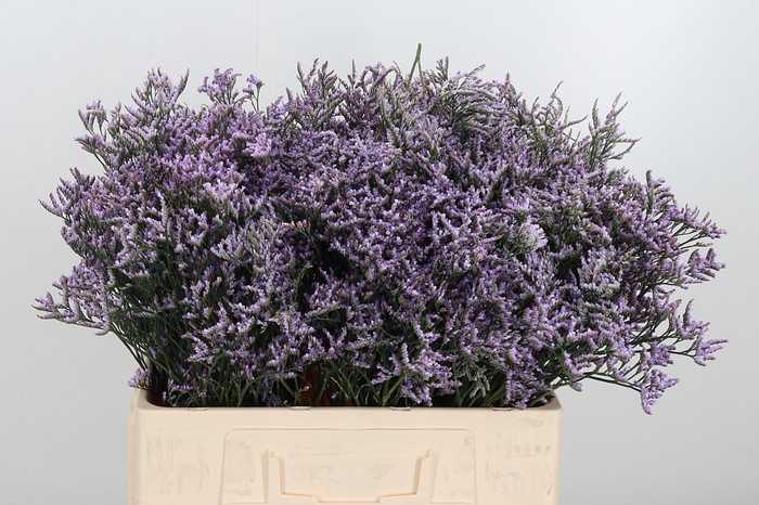 <h4>Limon Safora Lilac</h4>