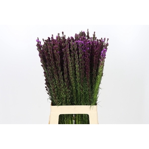 Liatris Callilepis