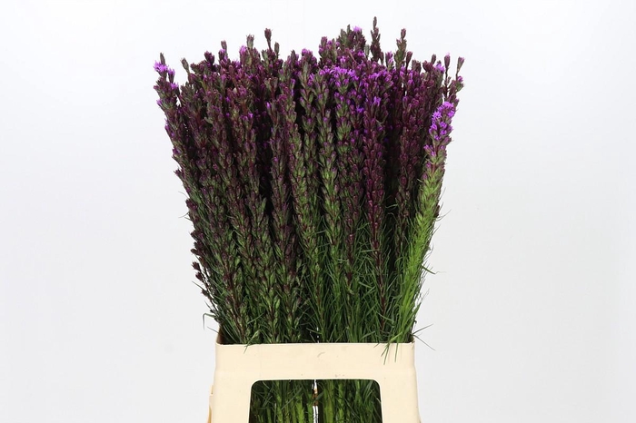 <h4>Liatris Callilepis</h4>