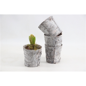 (1412) Hyacint Bark Pot [M]