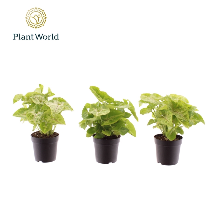 Syngonium