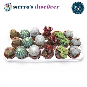 Discover® - Bilbao Cactus Mix (Exclusive)