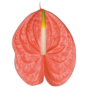 Anthurium Sante Royal