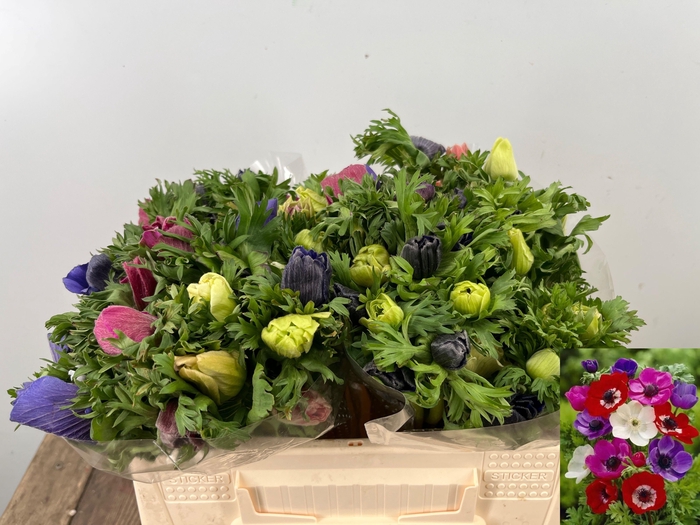 <h4>ANEM CO MAR GEM</h4>