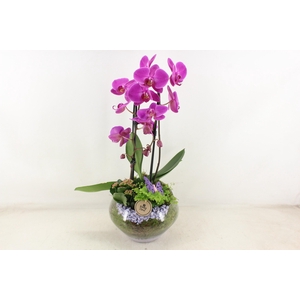 arr2 PL - Glas Olay phal lila V2