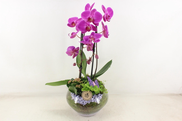 <h4>arr2 PL - Glas Olay phal lila V2</h4>