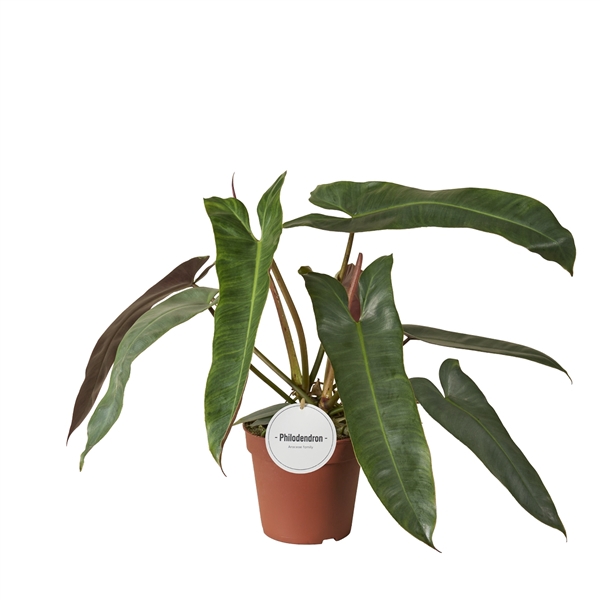 <h4>Philodendron Atabapoense</h4>