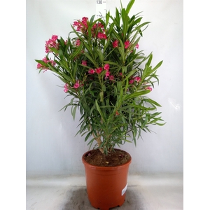 Nerium oleander   ...