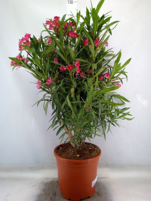 <h4>Nerium oleander   ...</h4>