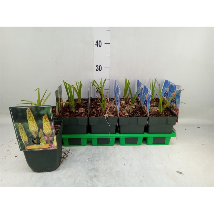 <h4>Kniphofia uvaria</h4>