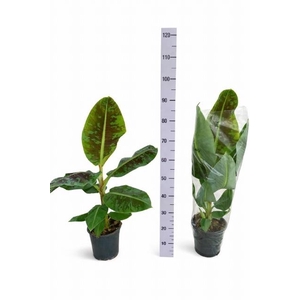 MUSA DWARF CAVENDISH