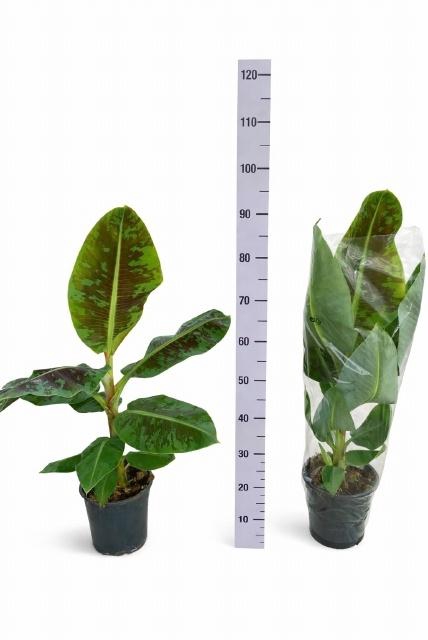 <h4>MUSA DWARF CAVENDISH</h4>