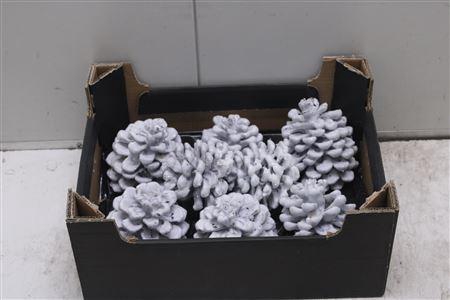 <h4>F-pinea Glitters Wit</h4>