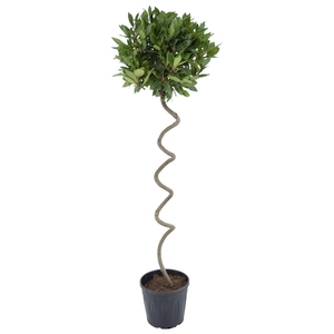 Laurus nobilis Kurketrekker