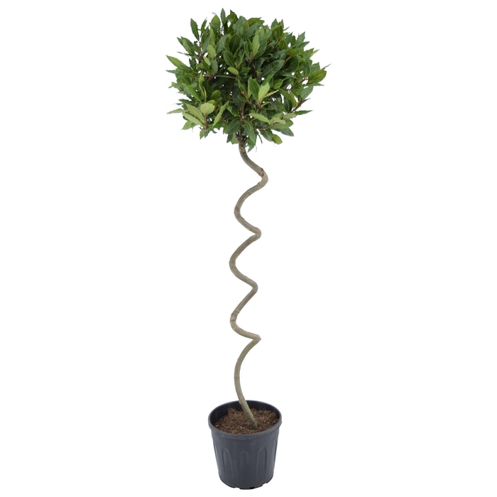 <h4>Laurus nobilis Kurketrekker</h4>