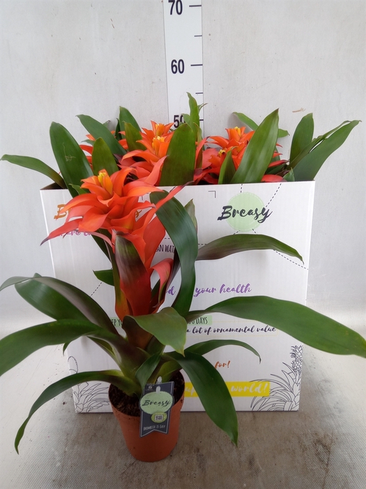 <h4>Guzmania  'Fiero Orange'</h4>