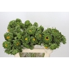 Helianthus Orange Fire