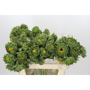 Helianthus Orange Fire