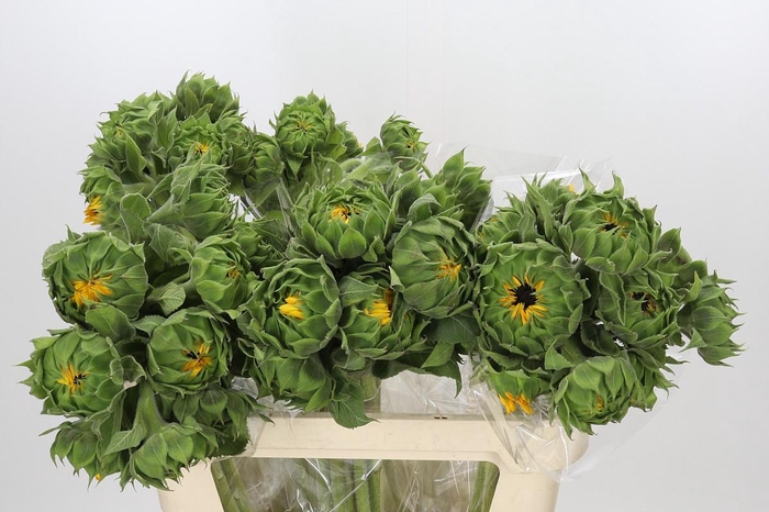 Helianthus Orange Fire