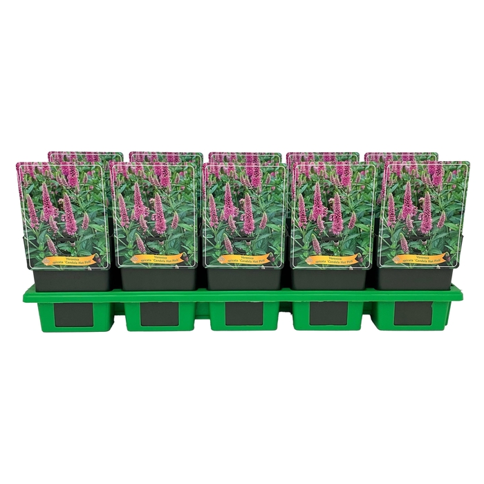 <h4>Veronica spicata 'Candela Hot Pink' P11</h4>
