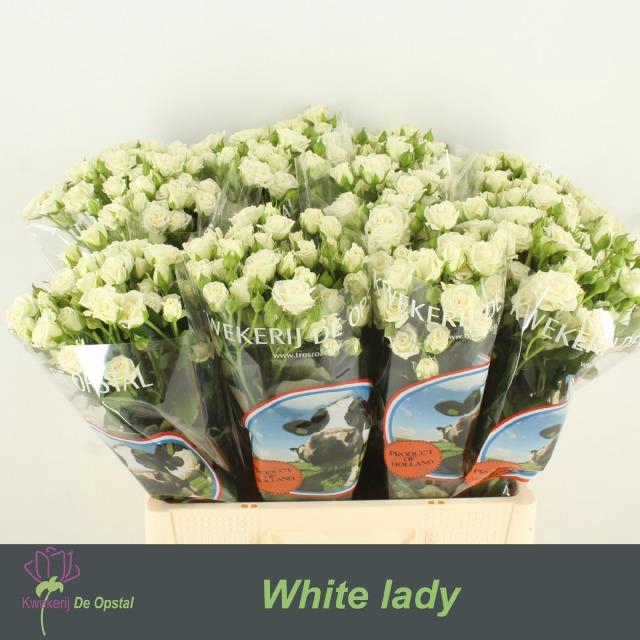 <h4>R tr White Lady X20</h4>