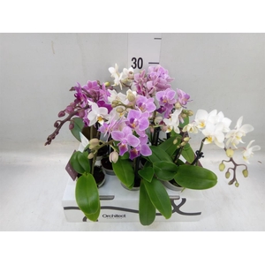 Phalaenopsis   ...mini