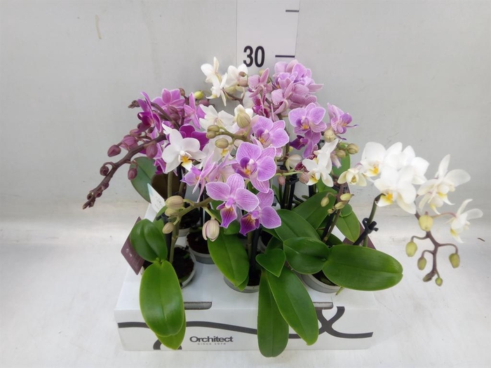 <h4>Phalaenopsis   ...mini</h4>