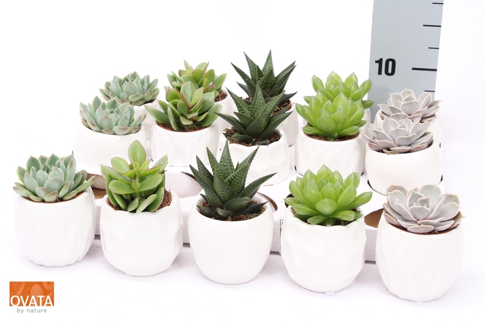 <h4>SUCC GEM 5 SRT</h4>