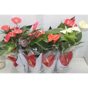 ANTHURIUM VARIADO P15