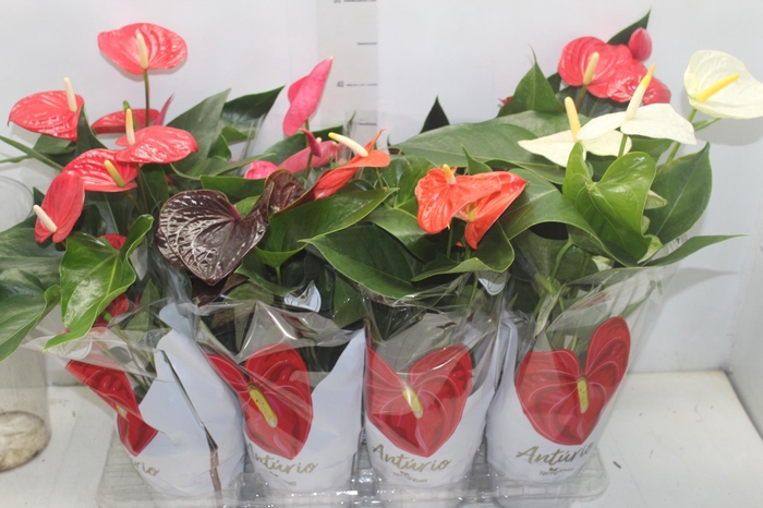 <h4>ANTHURIUM VARIADO P15</h4>