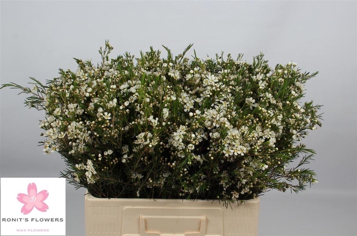 <h4>Chame Un Ofir</h4>