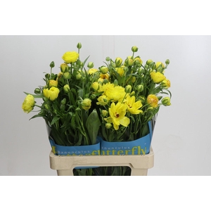 Ranunculus Butterfly Artemis