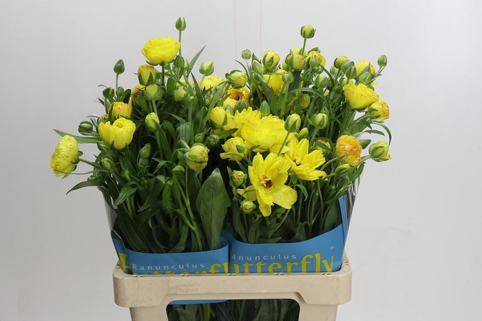 <h4>Ranunculus Butterfly Artemis</h4>