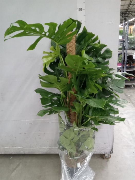 <h4>Monstera pertusum</h4>
