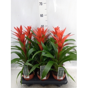 Guzmania  'Ostara'