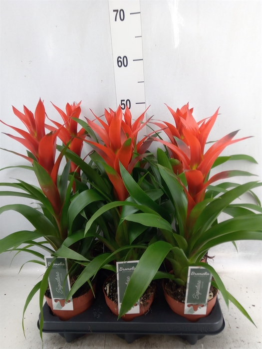 Guzmania  'Ostara'