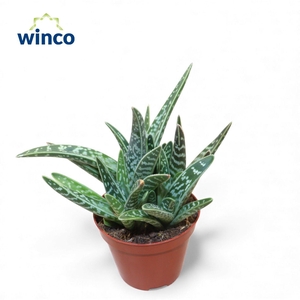 Aloe Variegata Group